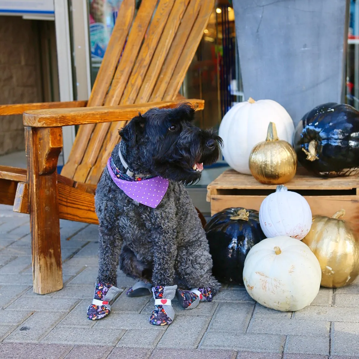 Chalkboard City Shoes Dog Boots